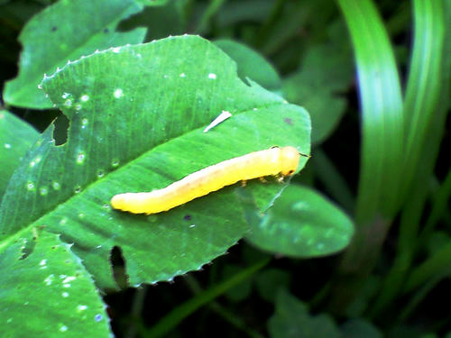 CA3A0738.jpg