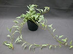 T.Feather150.jpg