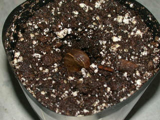 cashewnut_in_pot480.jpg