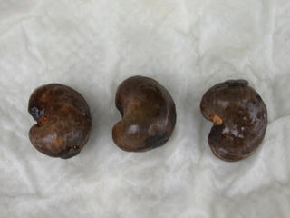 cashewnuts_seed2_480.jpg