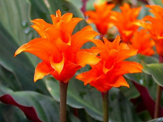 c_crocata_flower320x240.jpg
