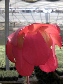 s-Sarracenia_01.jpg