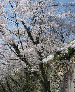 s080406_sakura_02.jpg