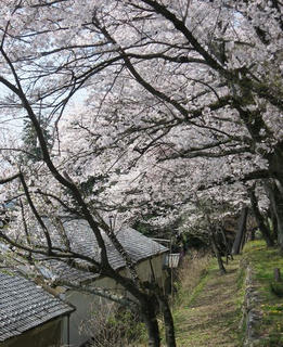 s080406_sakura_03.jpg