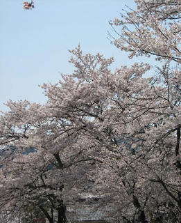 s080406_sakura_04.jpg