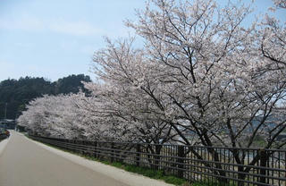 s080406_sakura_05.jpg