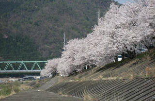 s080406_sakura_06.jpg