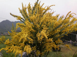 s-mimoza_03.jpg