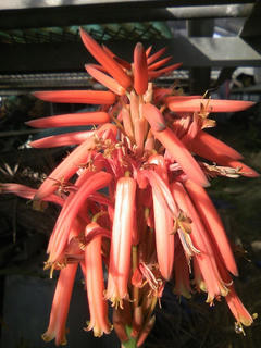 s-aloe_flower_01.jpg