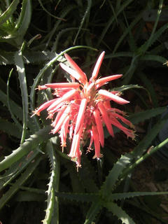 s-aloe_flower_02.jpg