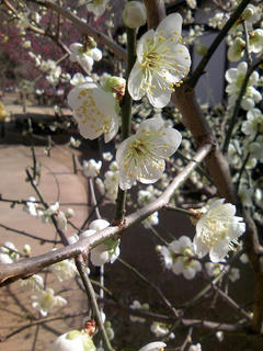 s-090215_ume_01.jpg