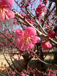 s-090215_ume_02.jpg