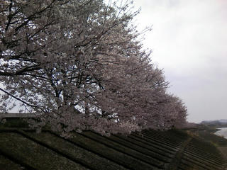 s-090405_sakura_01.jpg