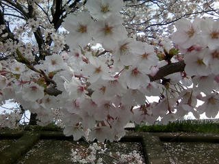 s-090405_sakura_02.jpg
