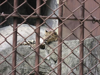 s-090503_higashiyama_09.jpg