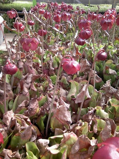 s-20100319_Sarracenia_flowers.jpg