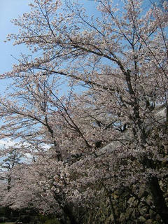 s-100403_ogurakouen-sakura.jpg