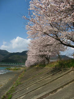 s-100403_sakura_01.jpg