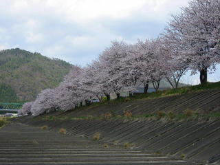 s-100403_sakura_02.jpg