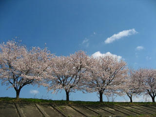 s-100403_sakura_03.jpg