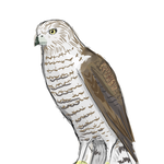 Eagle.png