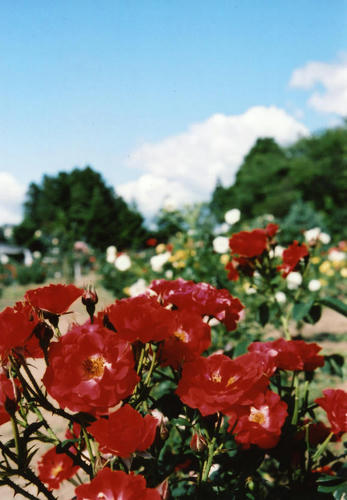 Image23.jpg