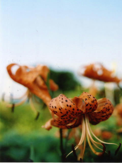 Image1-53.jpg