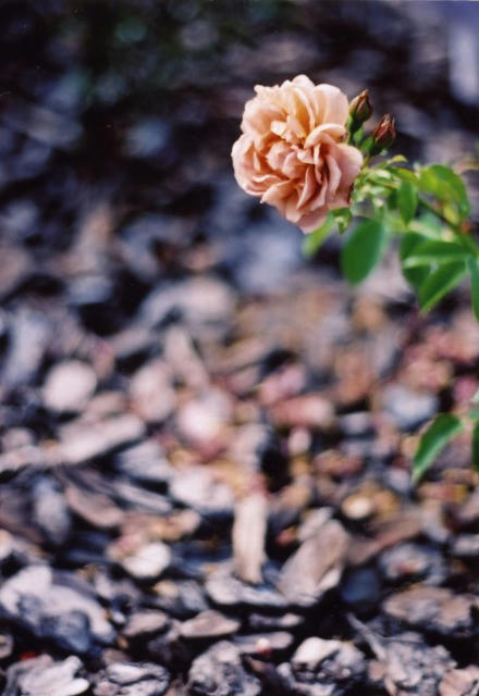 Image11-4.jpg