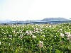 20100502_sum.JPG