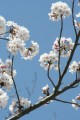 20110405_01.jpg