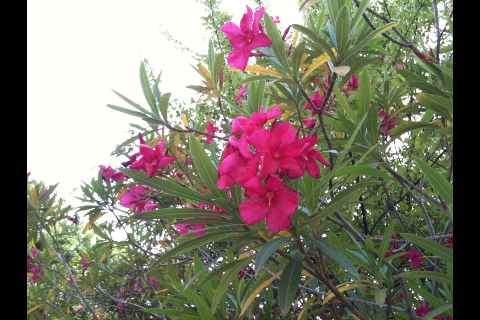IMG_0776.PNG