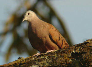 hato3.jpg