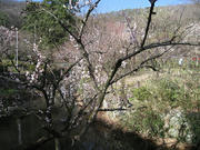 IMG_1300.jpg