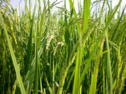 f2c2464e.jpg