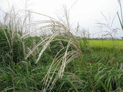 IMG_0061.jpg