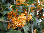 IMG_0093.jpg