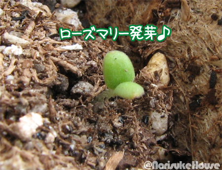 ローズマリー発芽 よーやく 汗 Boyaki