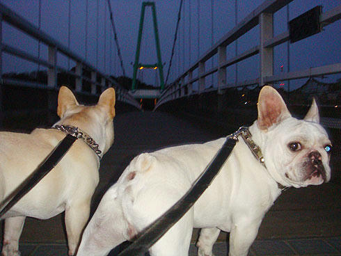 20080410_5.jpg