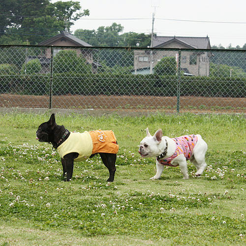 20080527_4.jpg