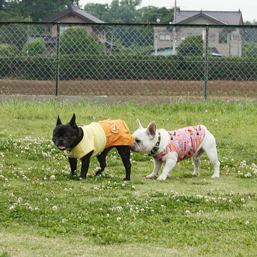 20080527_5.jpg