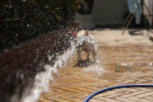 20080804_6.jpg