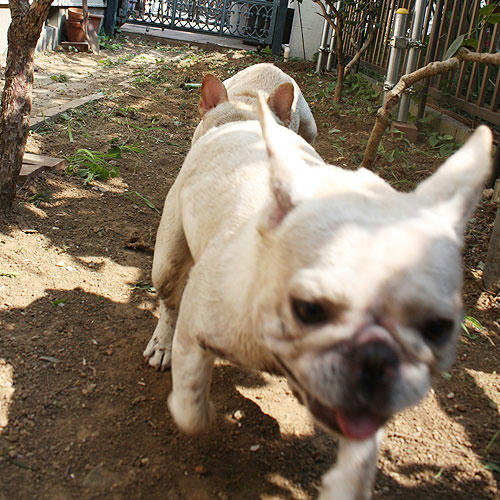 20080805_6.jpg