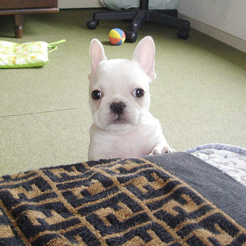 20090408_1.jpg