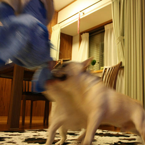 20090602_2.jpg