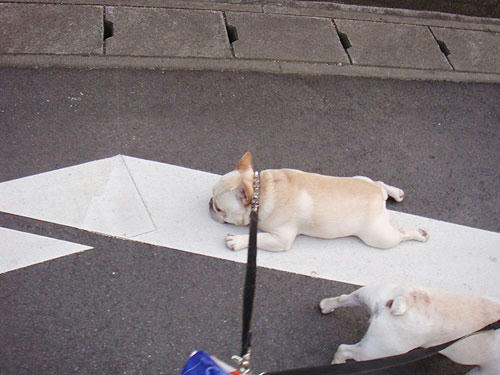 20090618_2.jpg