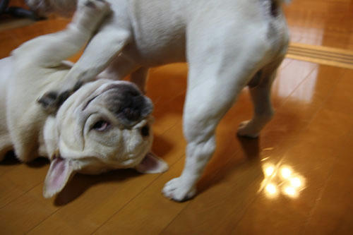 20090811_1.jpg