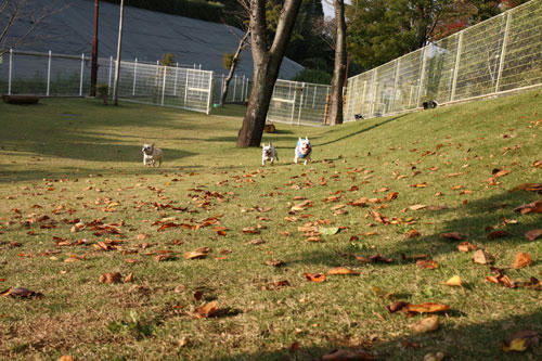 20091020_10.jpg