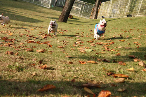 20091020_13.jpg