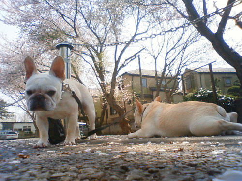 20100406_1.jpg