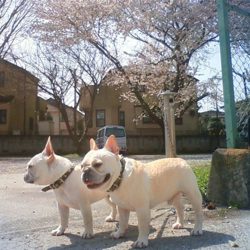20100406_2.jpg